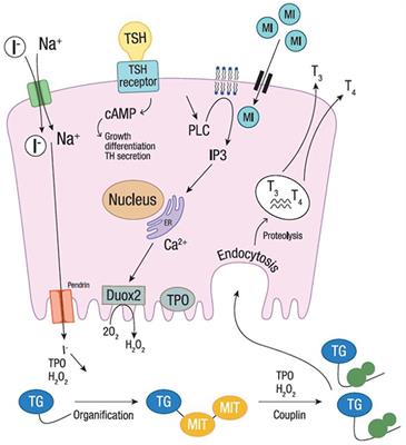 Iodine sale and thyroid